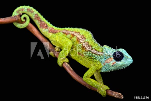 Bild på Mount Hanang Chameleon Trioceros hanangensis